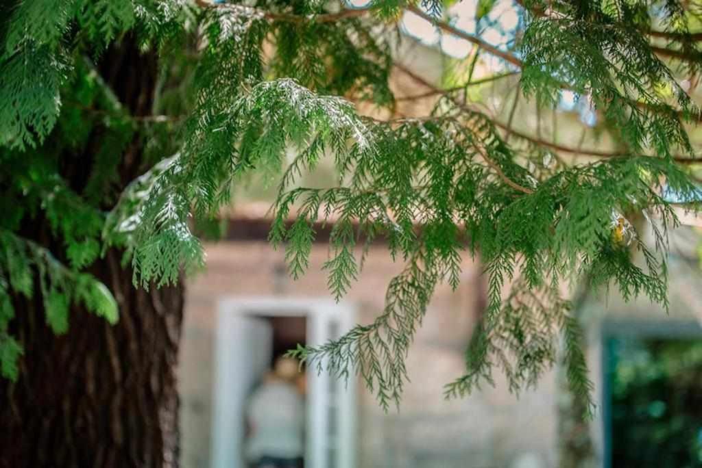 Quinta Vale De Frades Casa de hóspedes Torrão Exterior foto